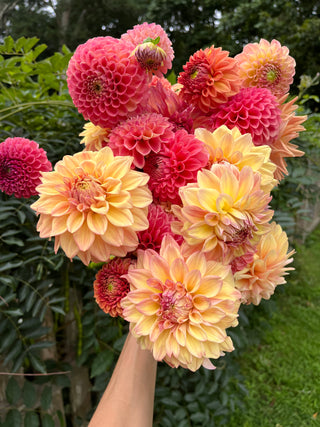 Friday Night Flowers: The Dahlia Lovers Workshop - August 2nd