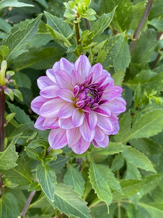 Friday Night Flowers: The Dahlia Lovers Workshop - August 2nd