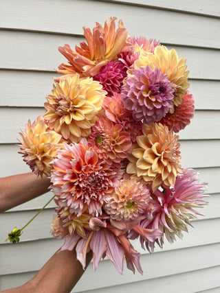 Friday Night Flowers: The Dahlia Lovers Workshop - August 2nd