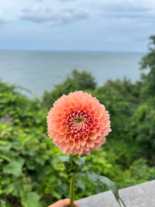 Friday Night Flowers: The Dahlia Lovers Workshop - August 2nd